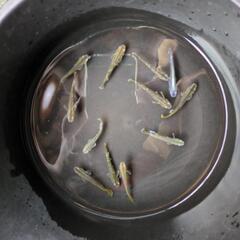 メダカ　エメキン亜種デーンオランジェ　画像全ての画像