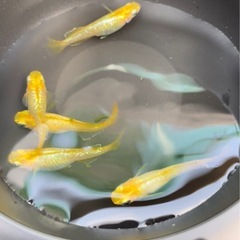 ⑨レモンスカッシュ　卵30+αの画像