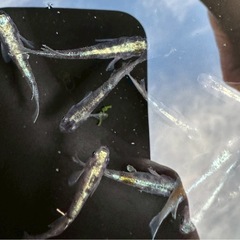 【お取引中】メダカ花魁の画像