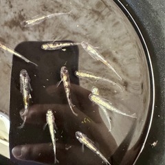 【お取引中】メダカ花魁の画像