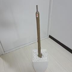 【配送無料】観葉植物パキラ(フェイクグリーン)　7773の画像