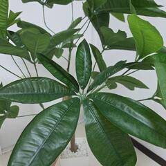【配送無料】観葉植物パキラ(フェイクグリーン)　7773の画像