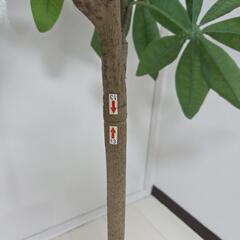【配送無料】観葉植物パキラ(フェイクグリーン)　7773の画像