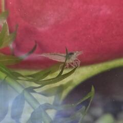 ミナミヌマエビ1匹～の画像