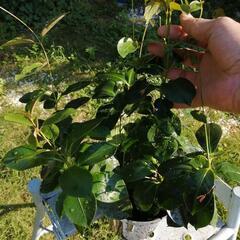 たっつん園芸　観葉植物　マンデビラ　リオ　の画像