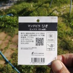 たっつん園芸　観葉植物　マンデビラ　リオ　の画像