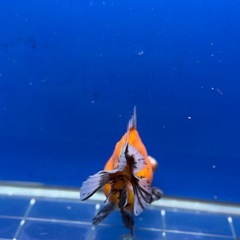 10〜12センチ⭐︎二歳ショート出目の画像