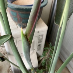 ストレチア　極楽鳥花の画像