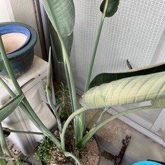 ストレチア　極楽鳥花の画像