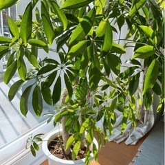 【値下げ】観葉植物 ツピタンサスの画像
