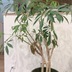 ランキングキーワードに紐づく投稿画像-観葉植物