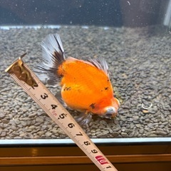 10〜12センチ⭐︎二歳ショート出目の画像