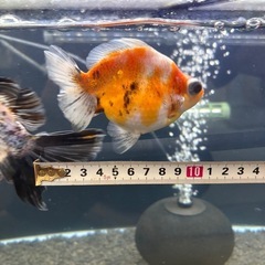 最終値下げ⭐︎10〜12センチ⭐︎ショート出目金の画像