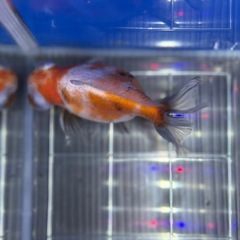 最終値下げ⭐︎10〜12センチ⭐︎ショート出目金の画像