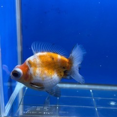 最終値下げ⭐︎10〜12センチ⭐︎ショート出目金の画像