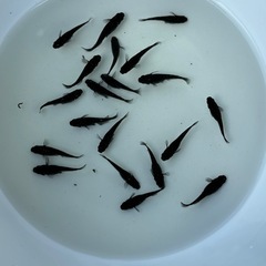 【夏休みの自由研究に】メダカの卵、成魚等飼育セット【改良めだか】の画像