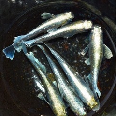 【夏休みの自由研究に】メダカの卵、成魚等飼育セット【改良めだか】の画像
