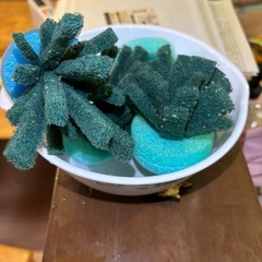 【夏休みの自由研究に】メダカの卵、成魚等飼育セット【改良めだか】の画像