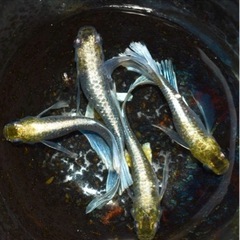 【夏休みの自由研究に】メダカの卵、成魚等飼育セット【改良めだか】の画像