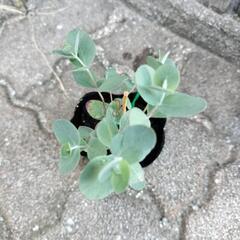 銀世界ユーカリ🌱の画像
