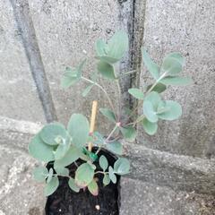 銀世界ユーカリ🌱の画像