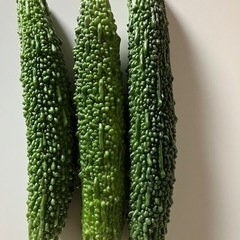 ゴーヤ（特大サイズ）の画像