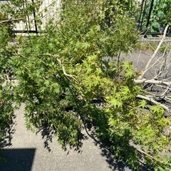 木譲ります❗️薪🪵バーベキュー🔥DIY 飾り🌴用途多用　もみじ/ユーカリ/桜の幹他の画像