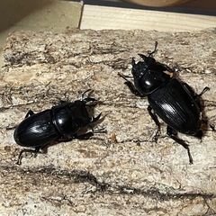 【ミニサイズ】国産オオクワガタ 2ペア＋♀2 の画像
