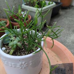 リプサリスの画像
