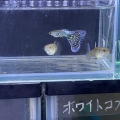 残り1トリオ❗️ホワイトコブラグッピー
の画像