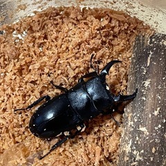本土ヒラタクワガタ♂5匹
の画像