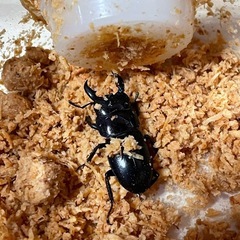 本土ヒラタクワガタ♂5匹
の画像