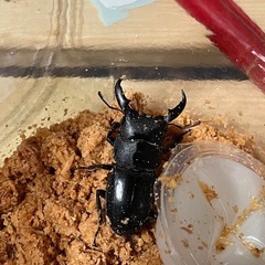 本土ヒラタクワガタ♂5匹
の画像
