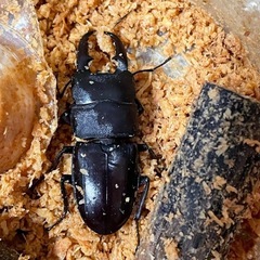 本土ヒラタクワガタ♂5匹
の画像