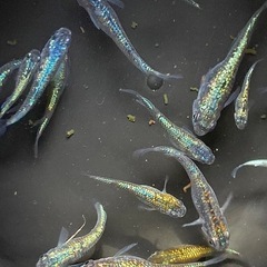 碧（アオイ）　メダカの画像