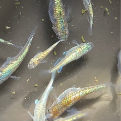 碧（アオイ）　メダカの画像