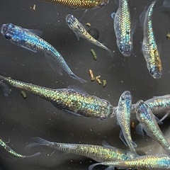 碧（アオイ）　メダカの画像