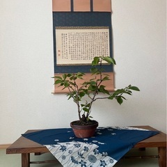 祖父👴の想い入れの盆栽🪴譲ります‼️の画像