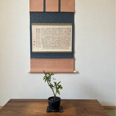 祖父👴の想い入れの盆栽🪴譲ります‼️の画像
