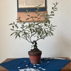 祖父👴の想い入れの盆栽🪴譲ります‼️の画像