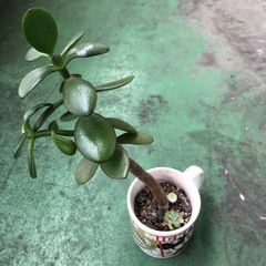 金のなる木　植物の画像