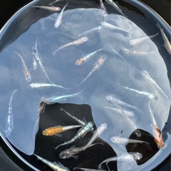 メダカMIXの画像