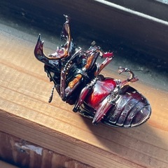 赤レギウス白目　1ペアの画像