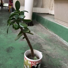 金のなる木　植物の画像
