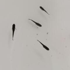 【選別外】オロチメダカ　10匹＋αの画像