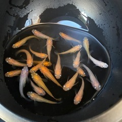 取引中、ミックスメダカ（全てダルマメダカの子供です）の画像