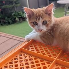 可愛い茶トラの兄妹猫🐱