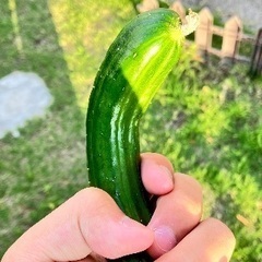 野菜の画像