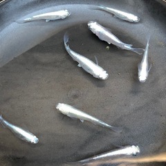 🔷幹之みゆき🔷稚魚幼魚　　8匹の画像