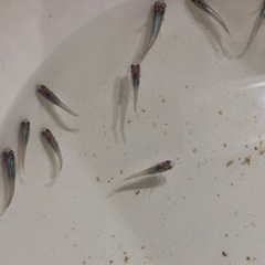 🔷幹之みゆき🔷稚魚幼魚　　8匹の画像